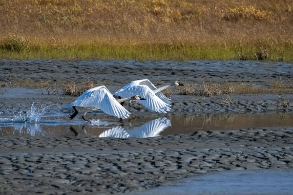 Comment choisir une tente quatre saisons pour un camping en région de toundra?